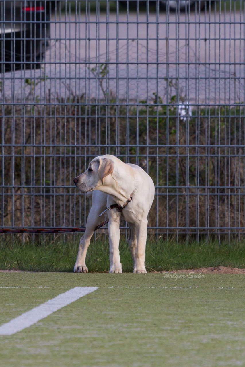 Bild 96 - D-Juniorinnen FSC Kaltenkirchen - SV Wahlstedt : Ergebnis: 3:1